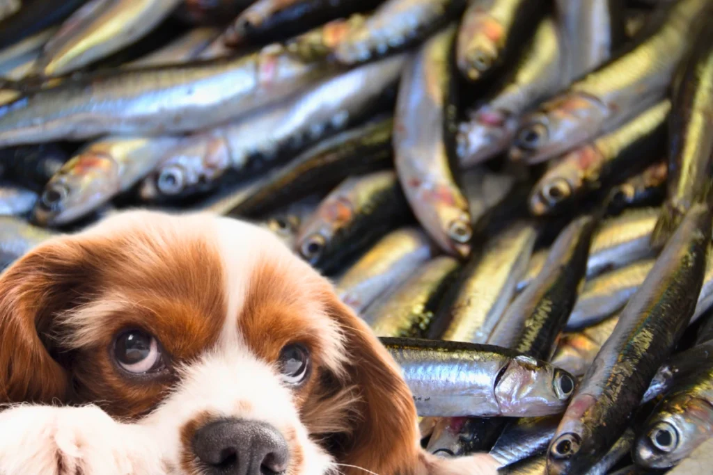 Cachorro Pode Comer Sardinha