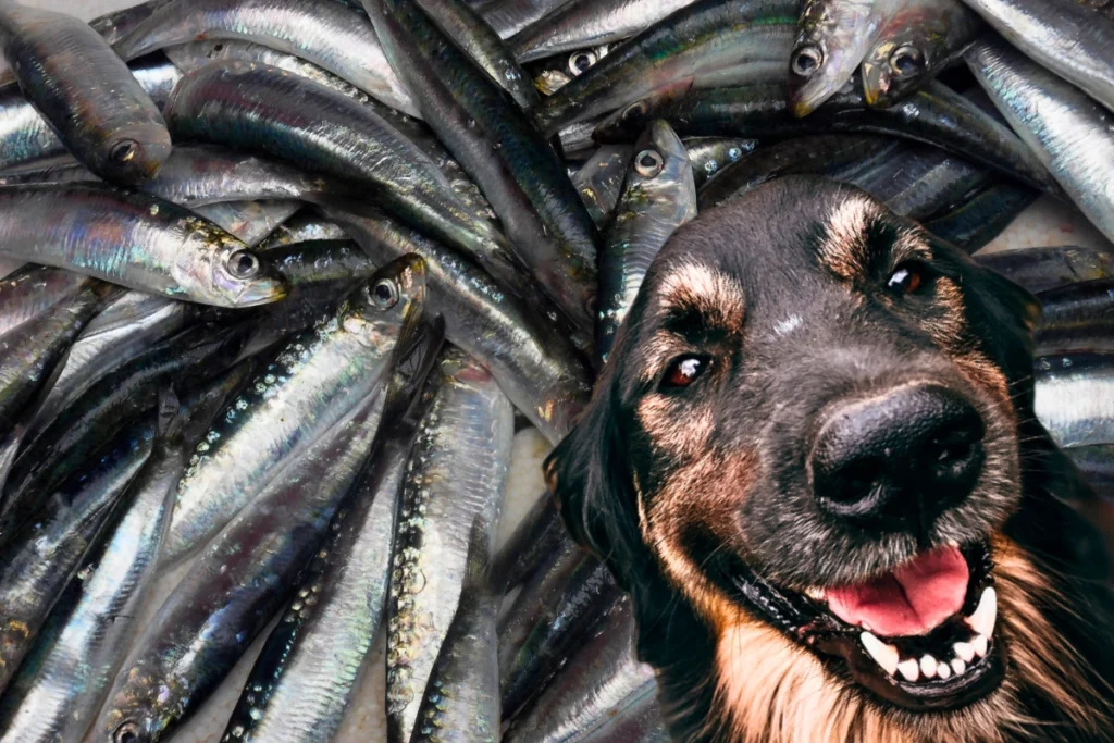 Cachorro Pode Comer Sardinha