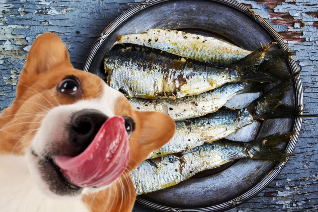 Cachorro Pode Comer Sardinha