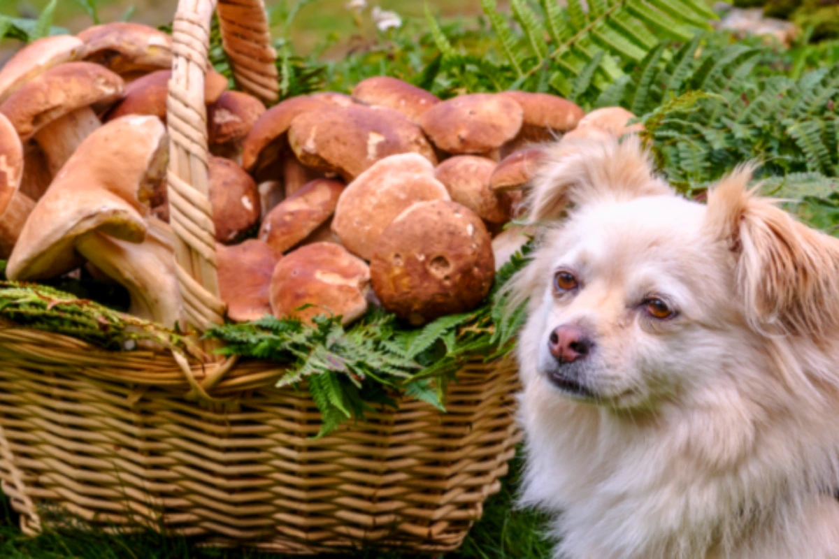 Cachorro Pode Comer Shimeji