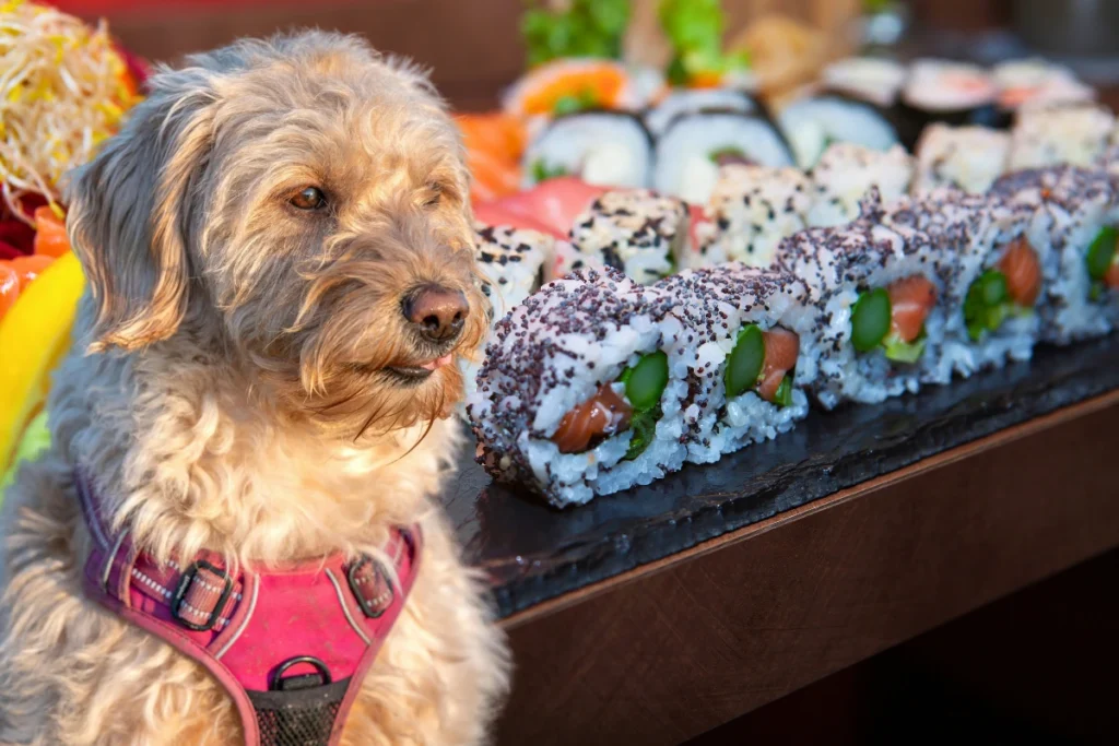 Cachorro Pode Comer Sushi