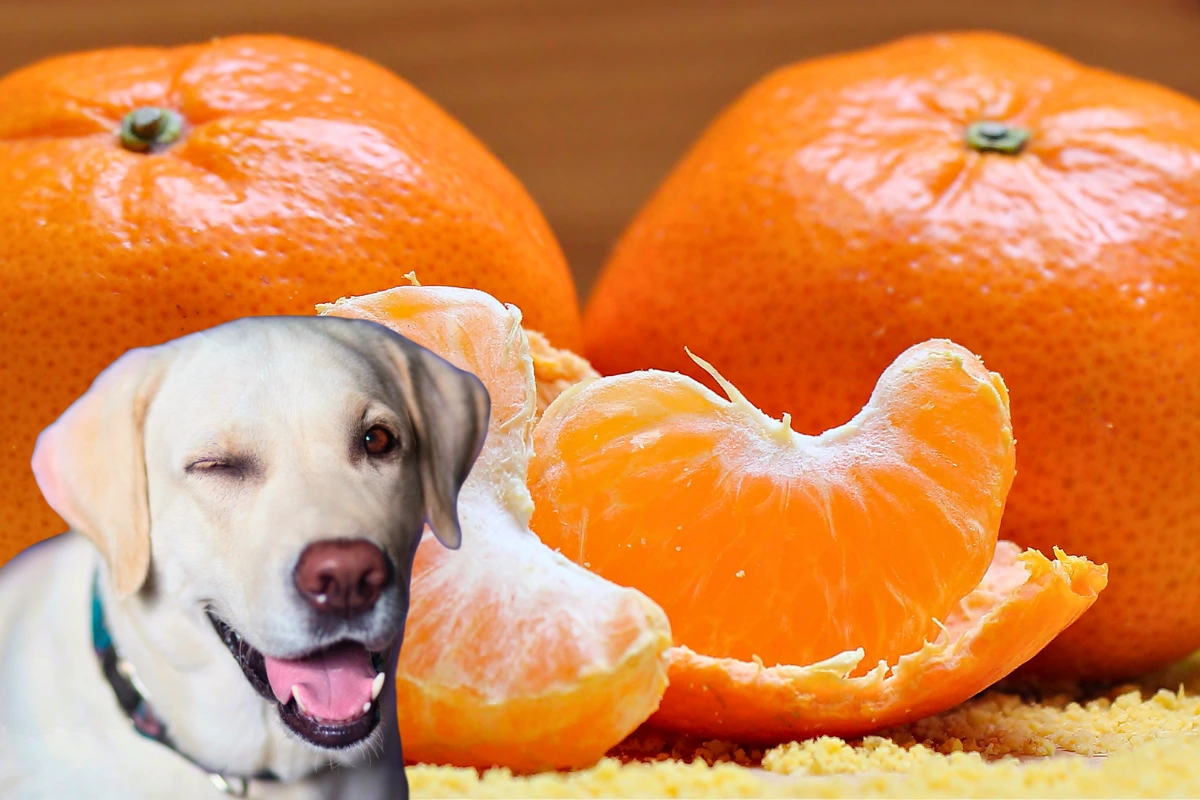 Cachorro Pode Comer Tangerina