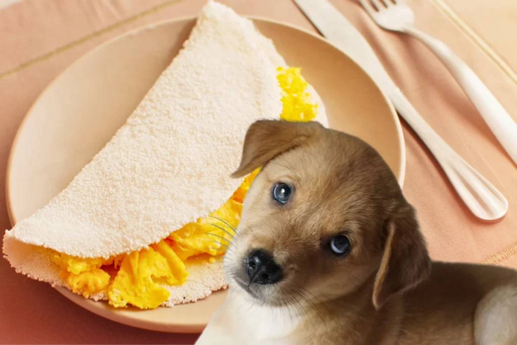 Cachorro Pode Comer Tapioca