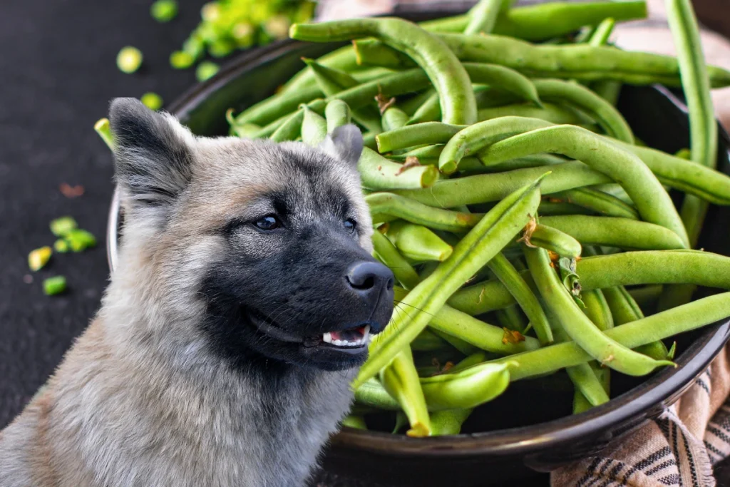Cachorro Pode Comer Vagem
