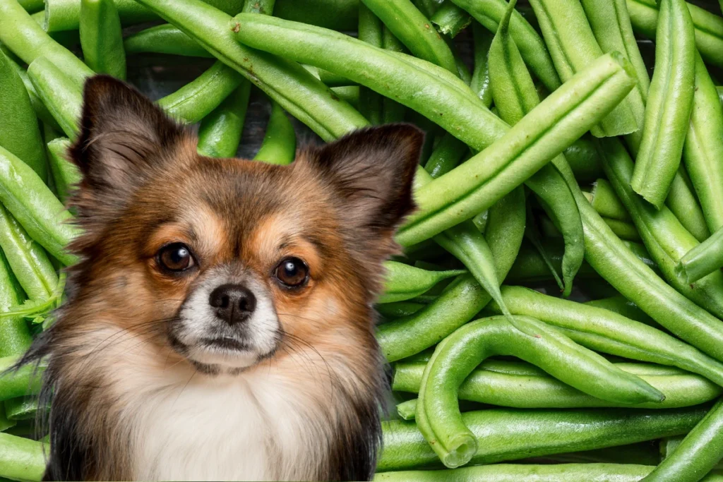 Cachorro Pode Comer Vagem