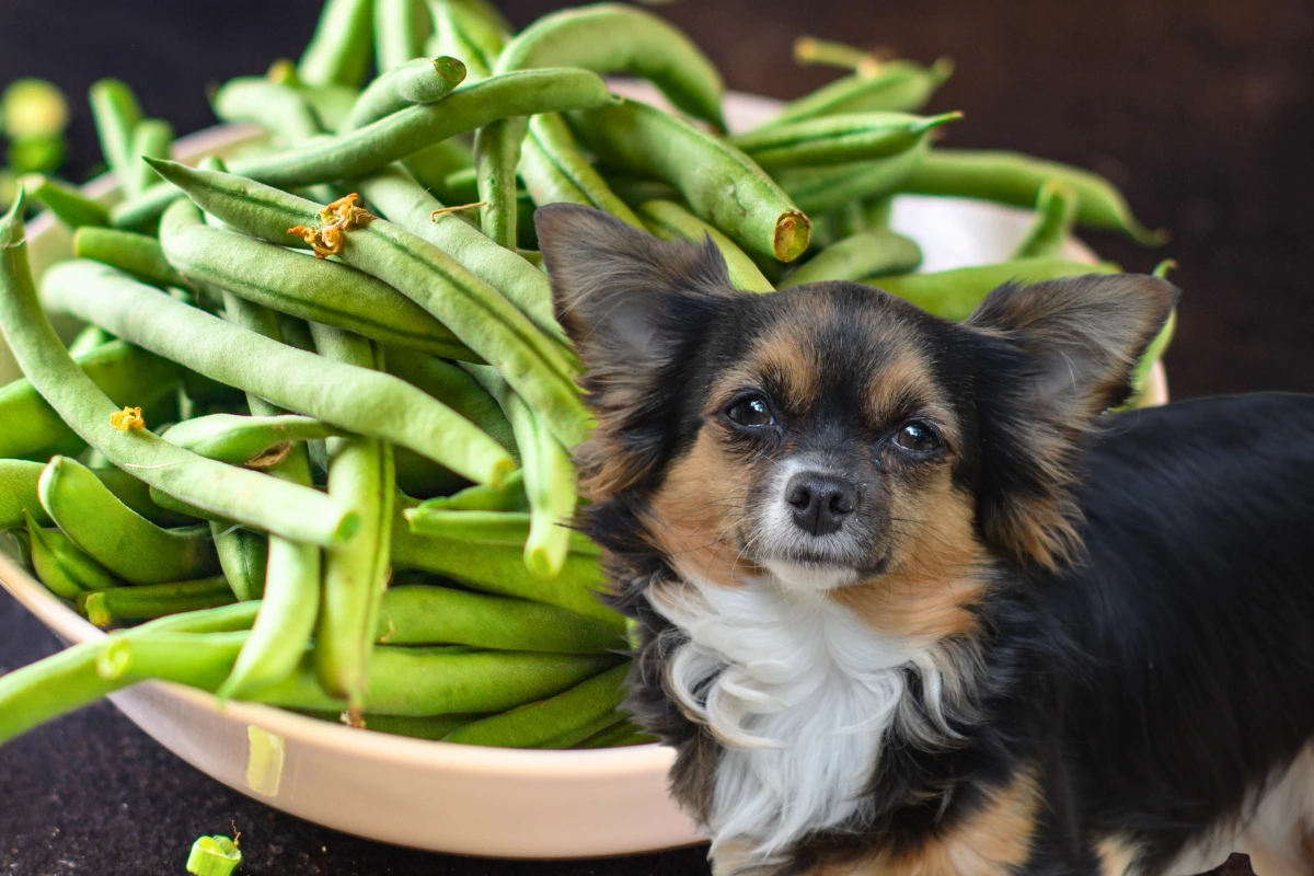 Cachorro Pode Comer Vagem