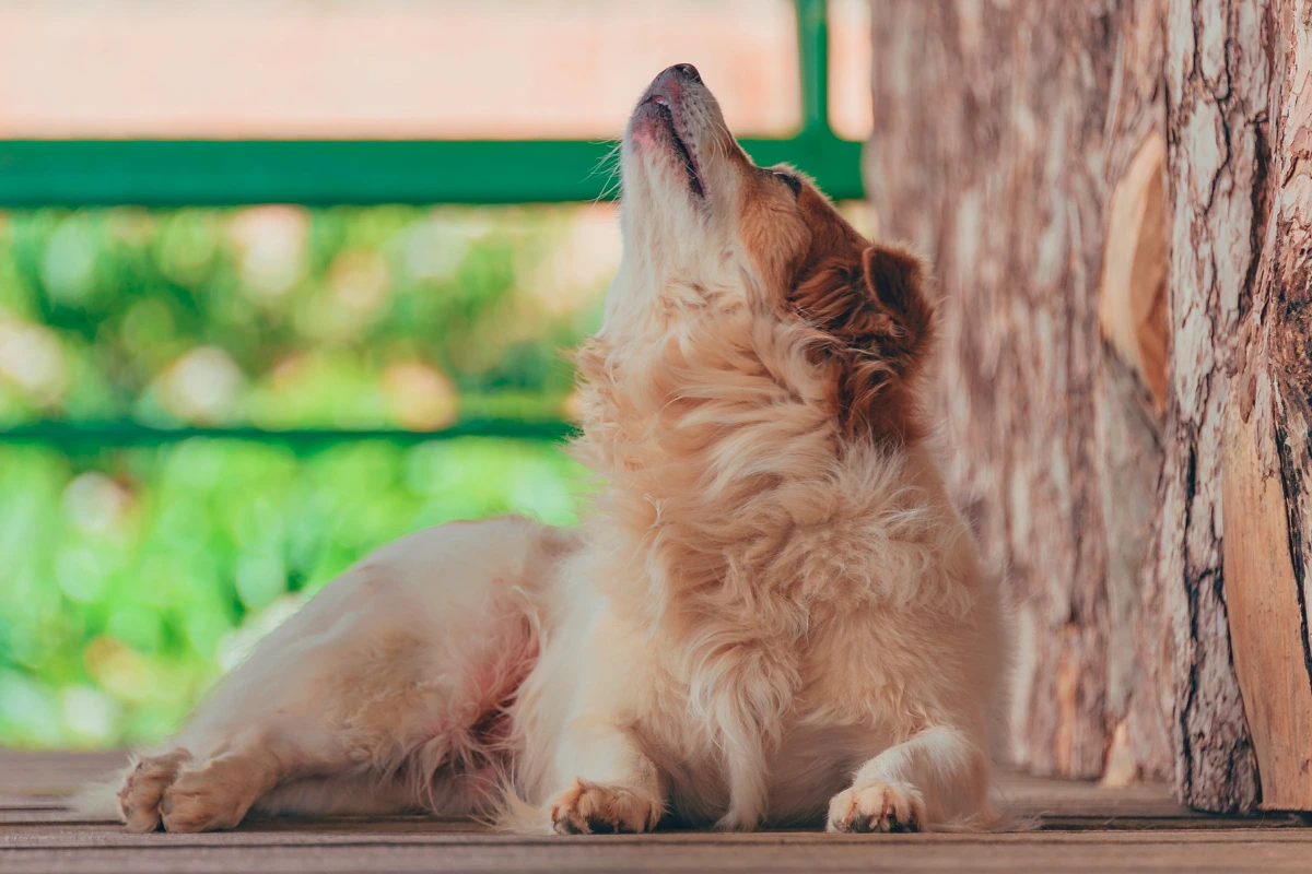 Cachorro Uivando o que Fazer