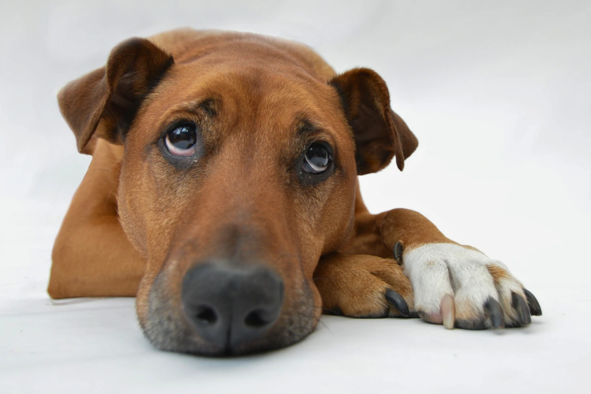 Cachorro com Anemia o que Fazer