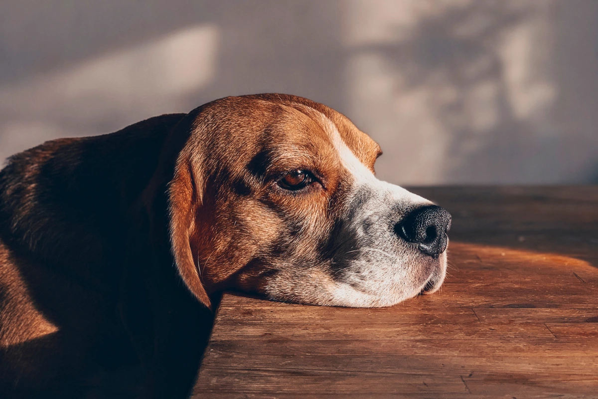 Cachorro com Epilepsia o que Fazer