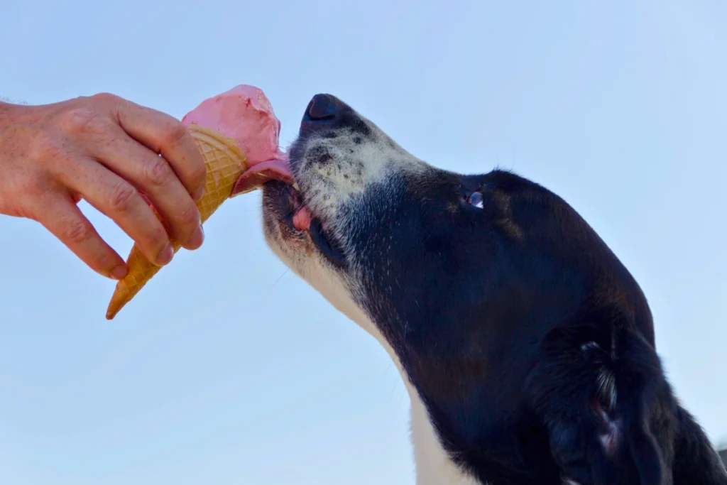 Cachorro Pode Comer Sorvete