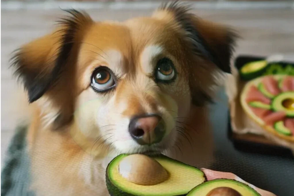 Cachorro pode Comer Abacate