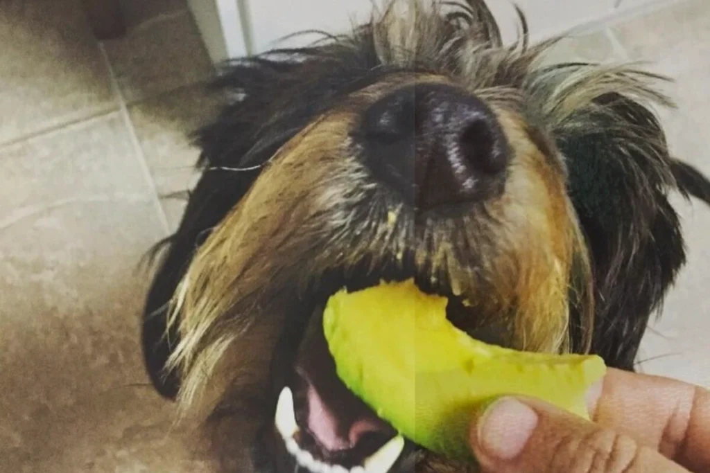 Cachorro pode Comer Abacate