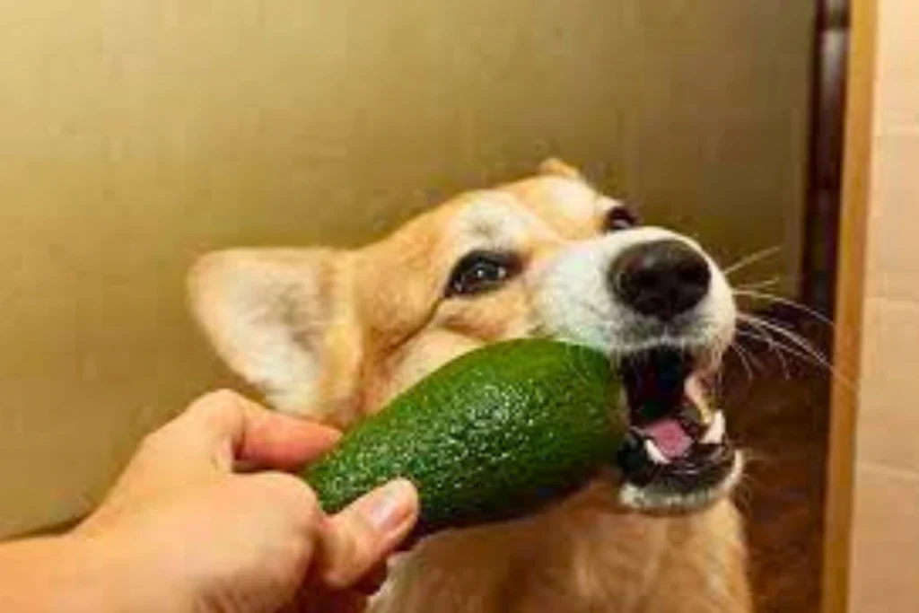Cachorro pode Comer Abacate