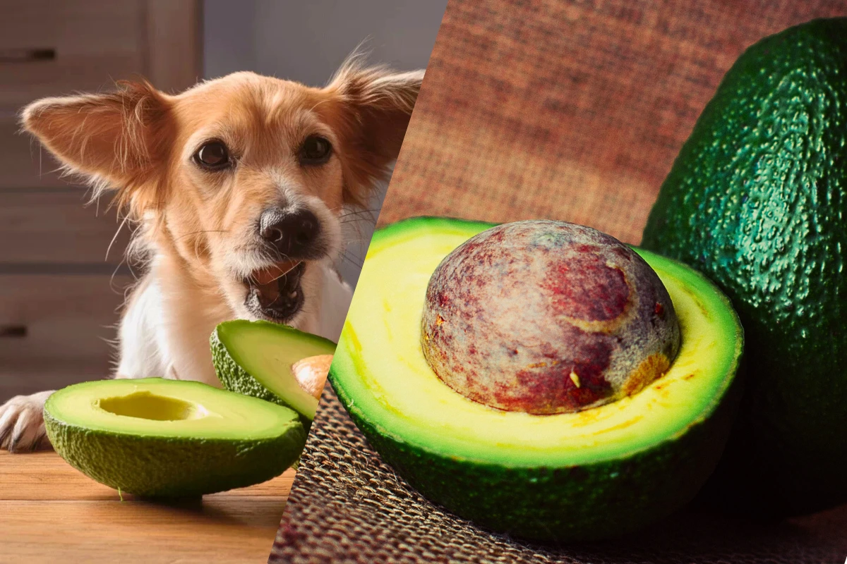 Cachorro pode Comer Abacate