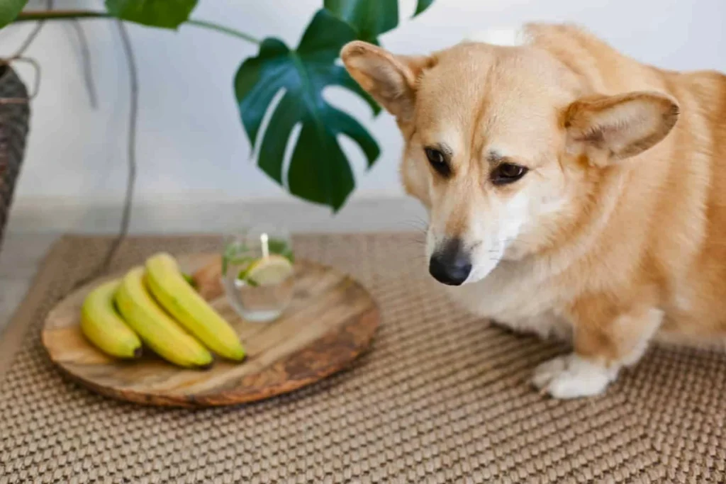 Cachorro pode Comer Abacate