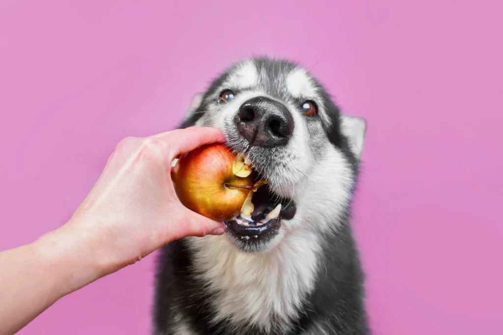 Cachorro pode Comer Abacate
