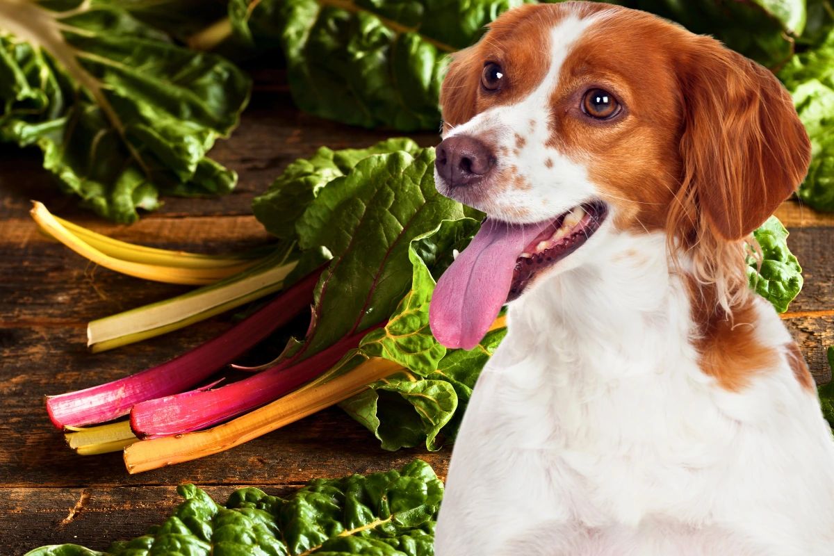 Cachorro pode comer acelga