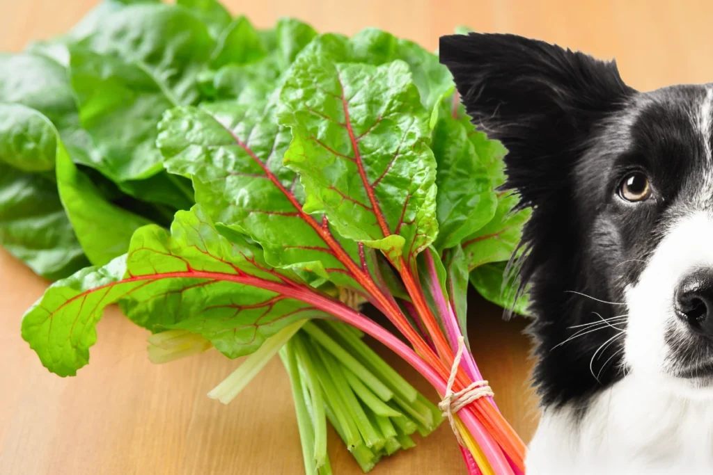 Cachorro pode comer acelga