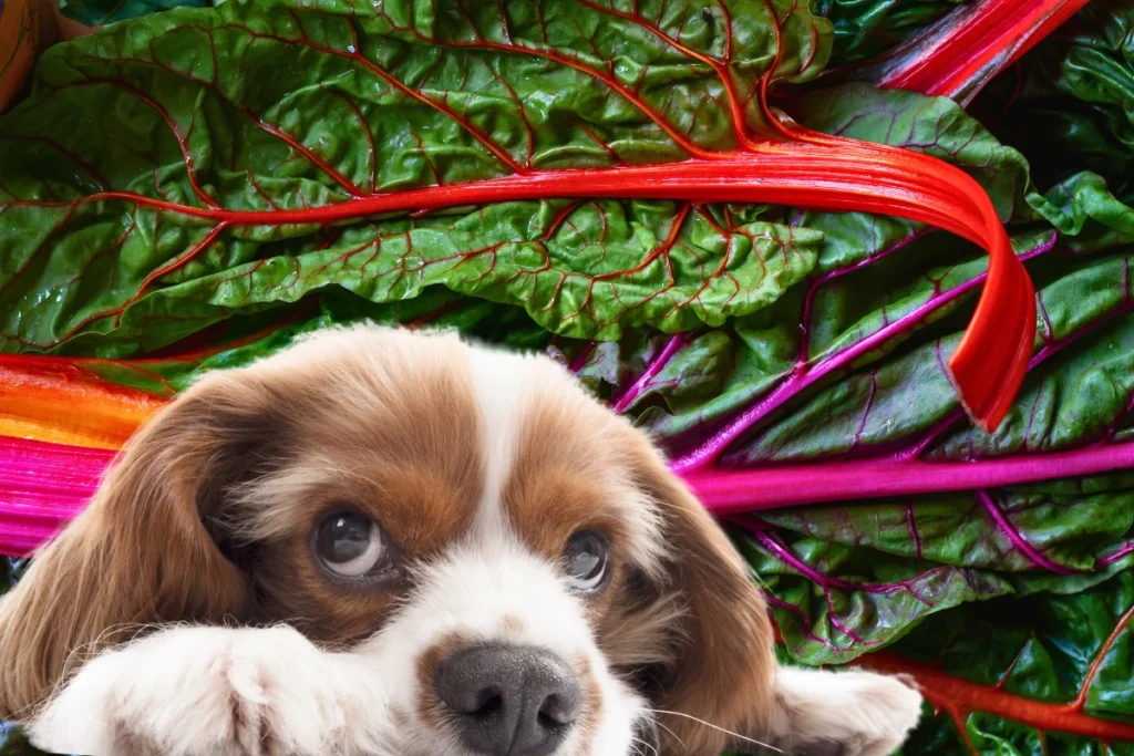 Cachorro pode comer acelga