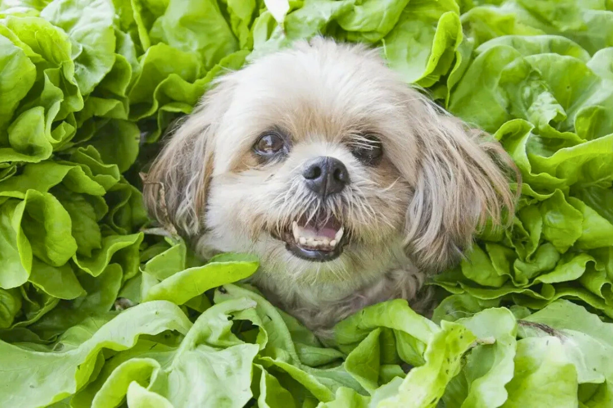 Cachorro pode comer alface