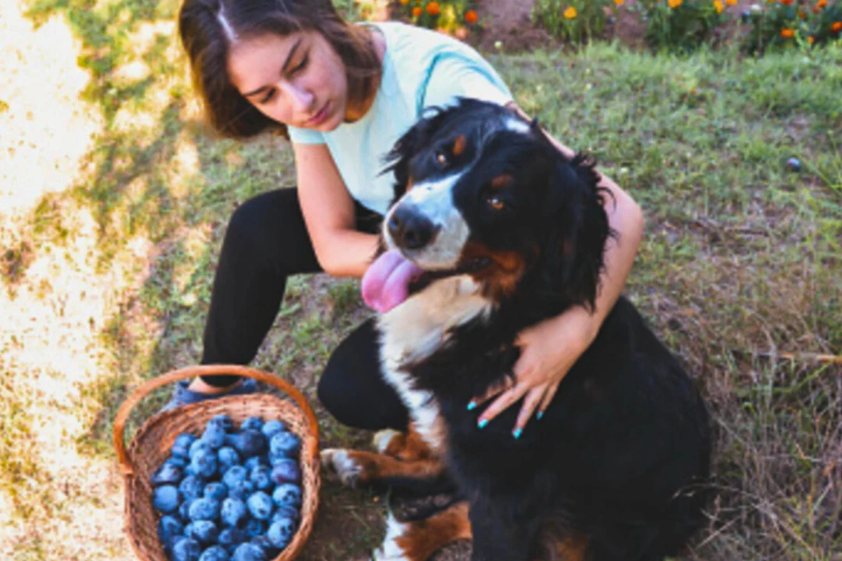 Cachorro pode comer ameixa