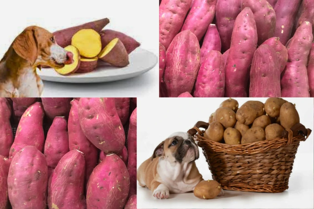 Cachorro pode comer batata doce