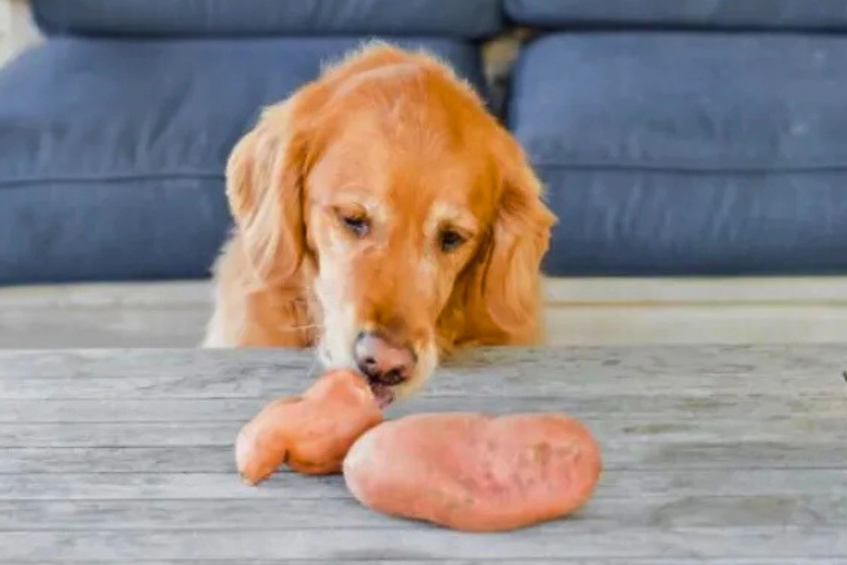 Cachorro pode comer batata doce