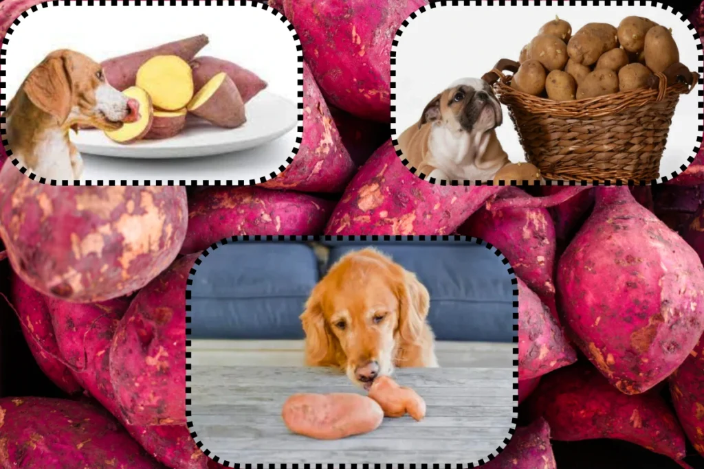Cachorro pode comer batata doce