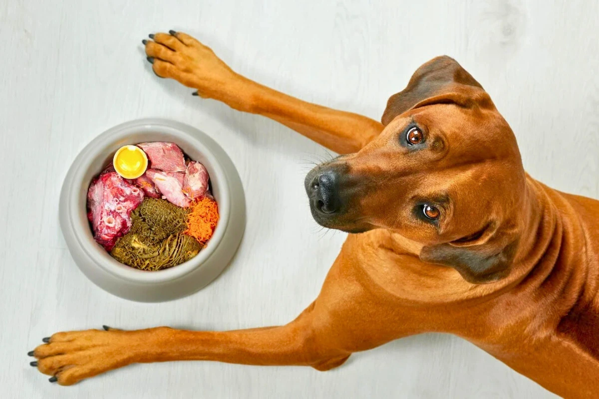 Cachorro pode comer beterraba