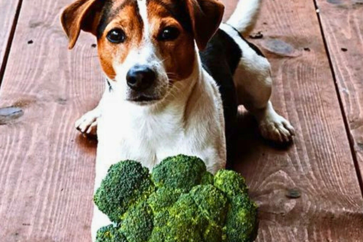 Cachorro pode comer brócolis
