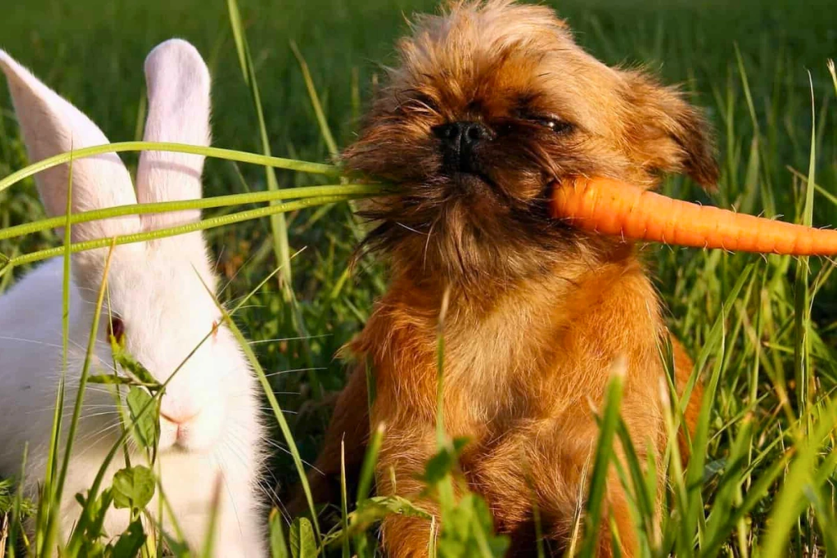Cachorro pode comer cenoura