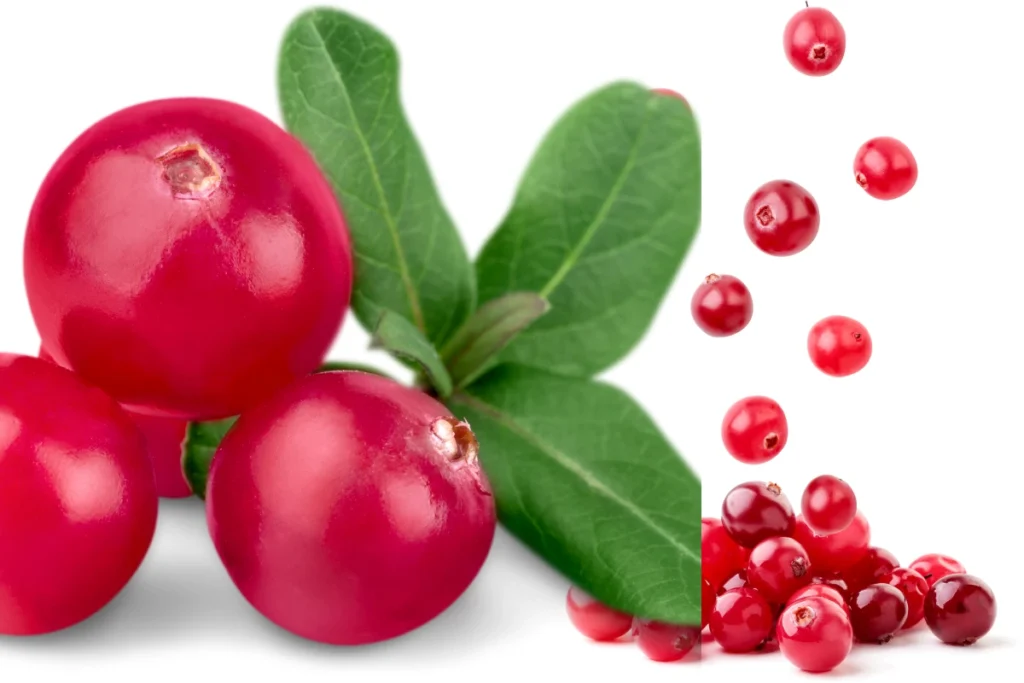Cachorro pode comer cranberry