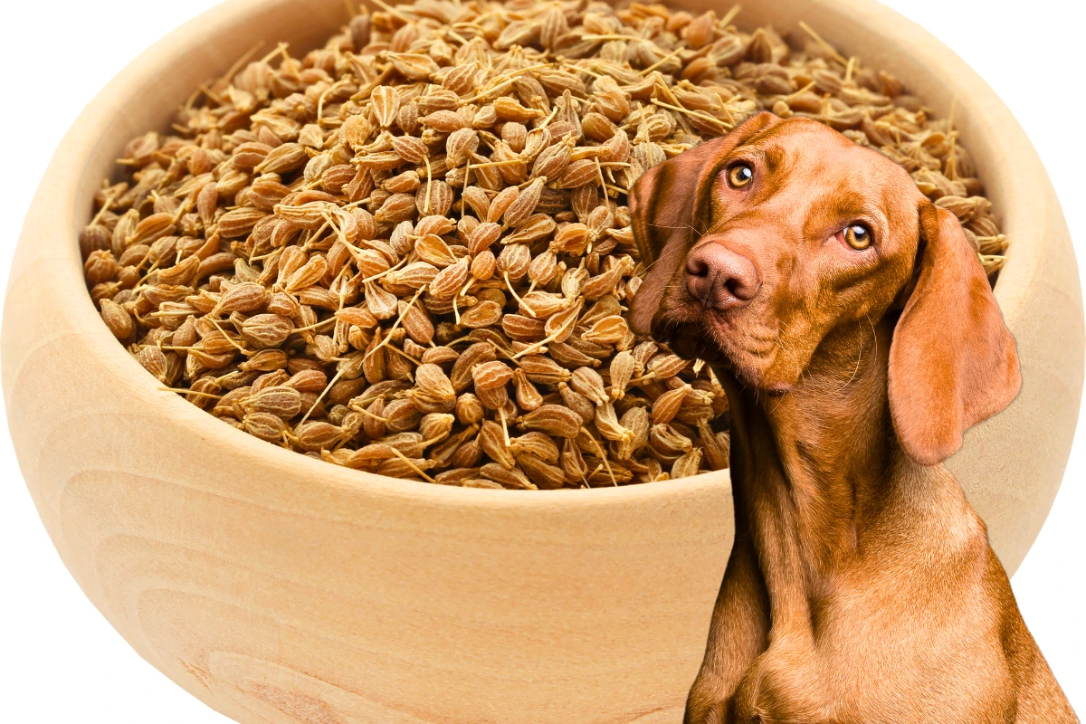 Cachorro pode comer erva doce