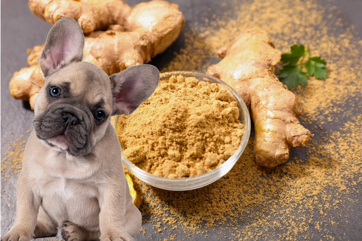 Cachorro pode comer gengibre