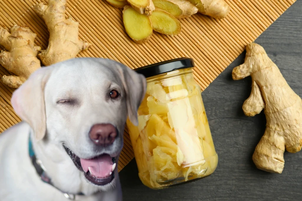 Cachorro pode comer gengibre