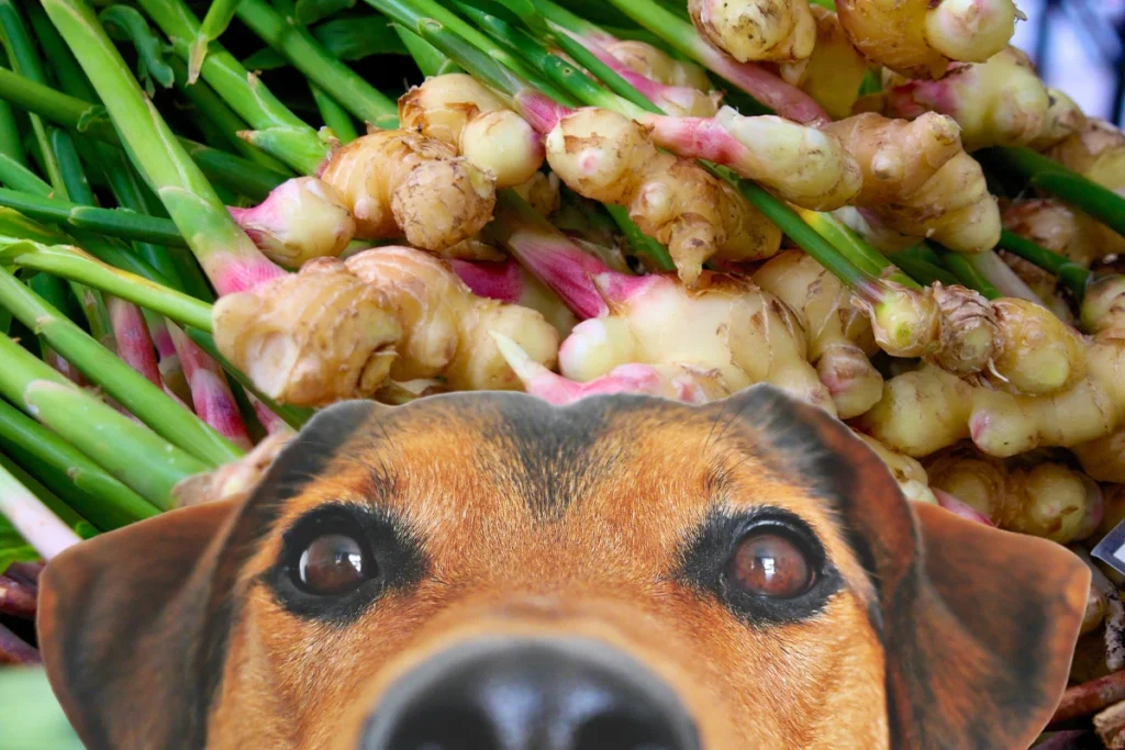 Cachorro pode comer gengibre