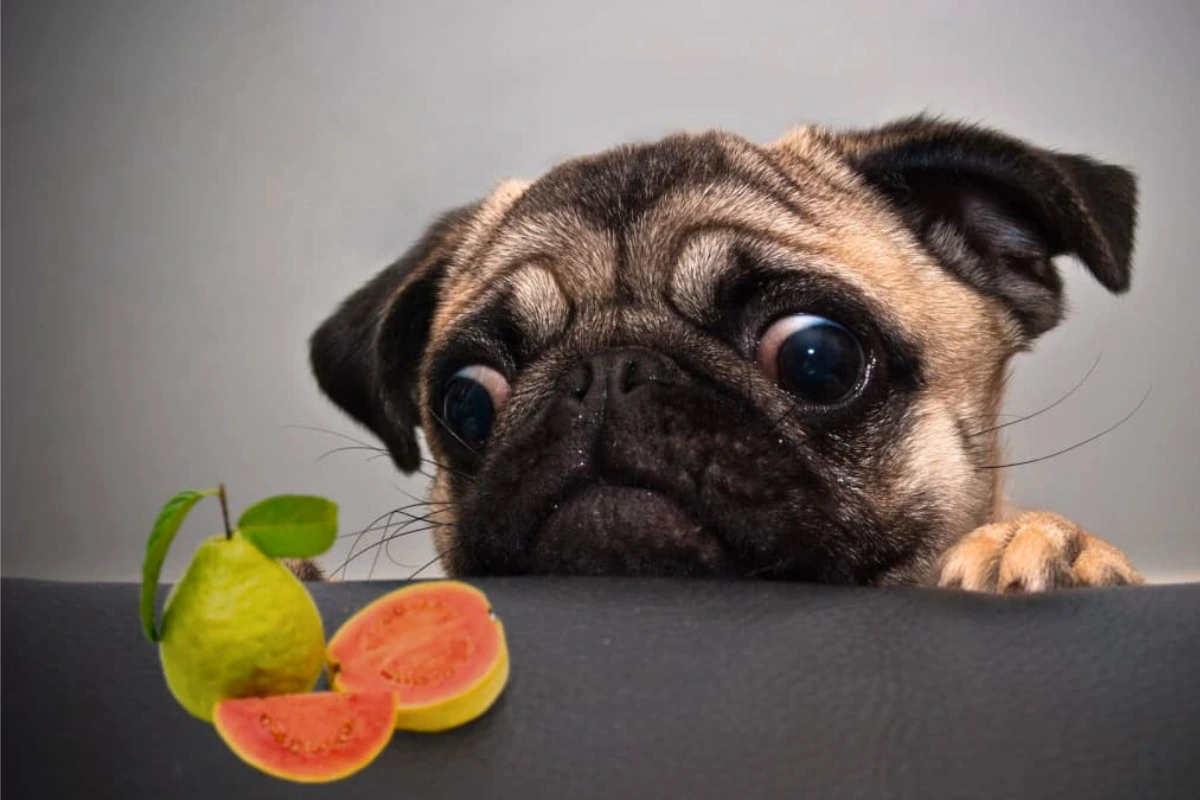 Cachorro pode comer goiaba