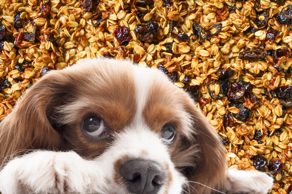 Cachorro pode comer granola