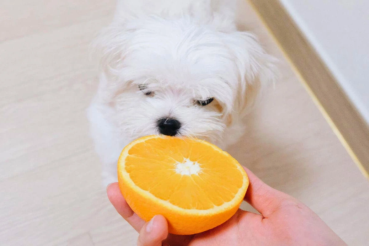 Cachorro pode comer laranja