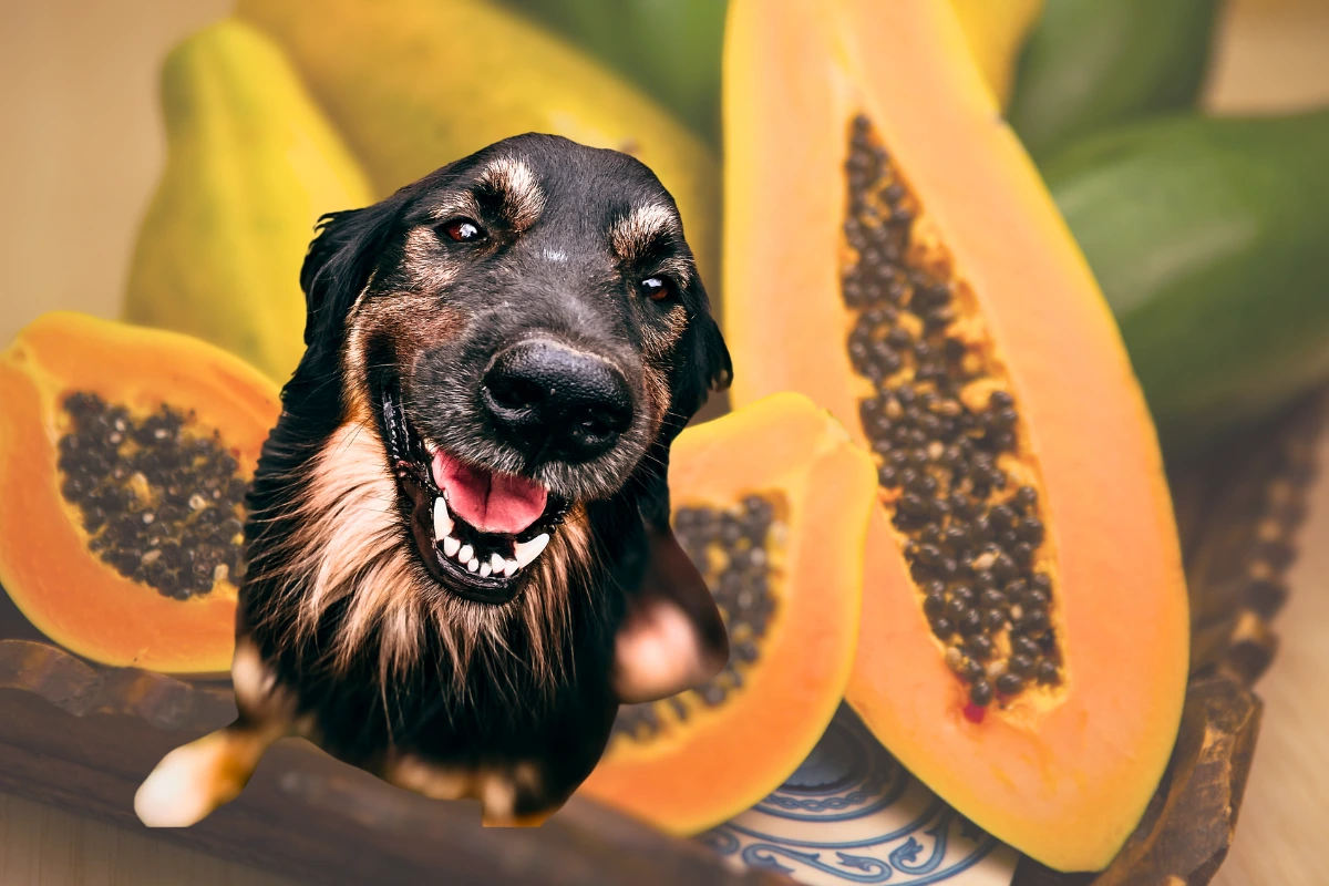 Cachorro pode comer mamão