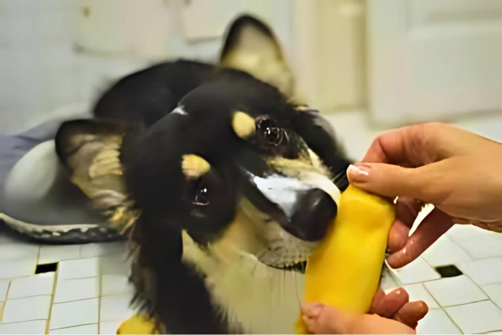 Cachorro pode comer manga