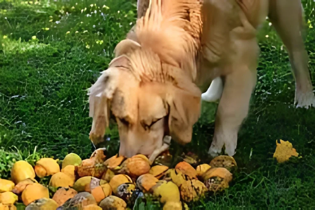 Cachorro pode comer manga