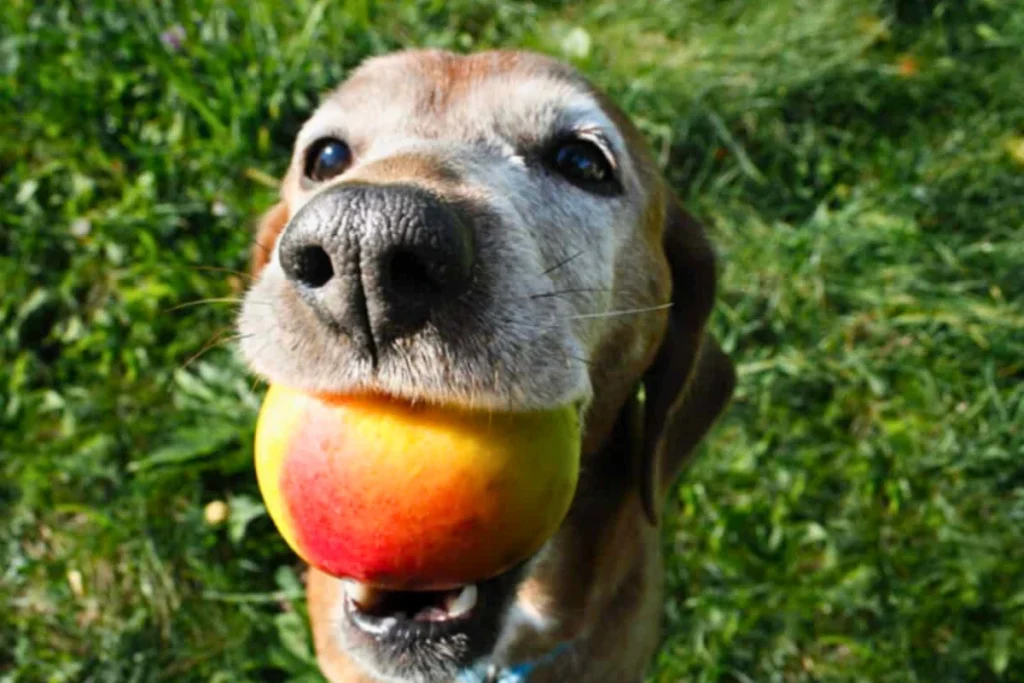 Cachorro pode comer manga