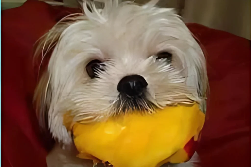 Cachorro pode comer manga