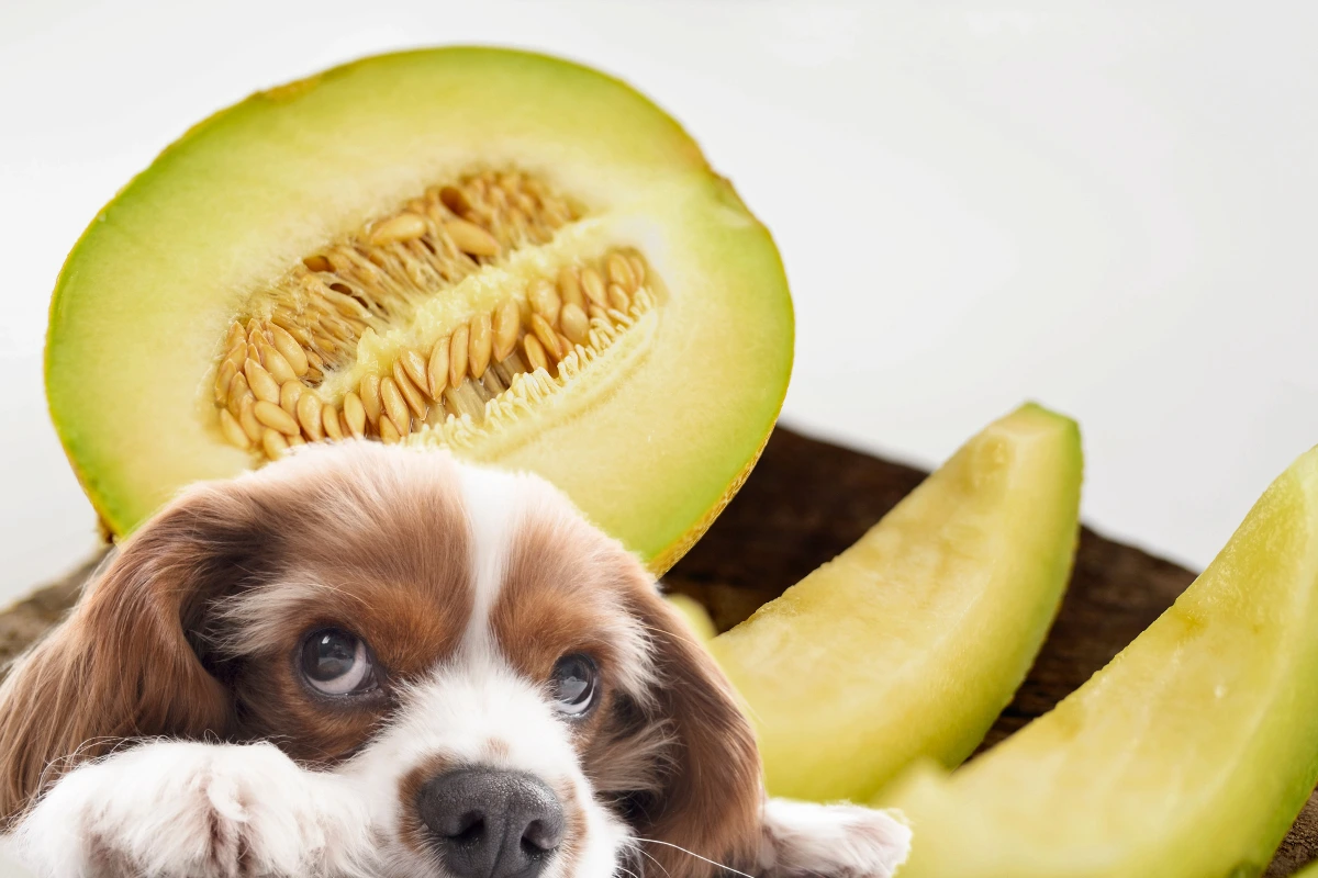 Cachorro pode comer melão