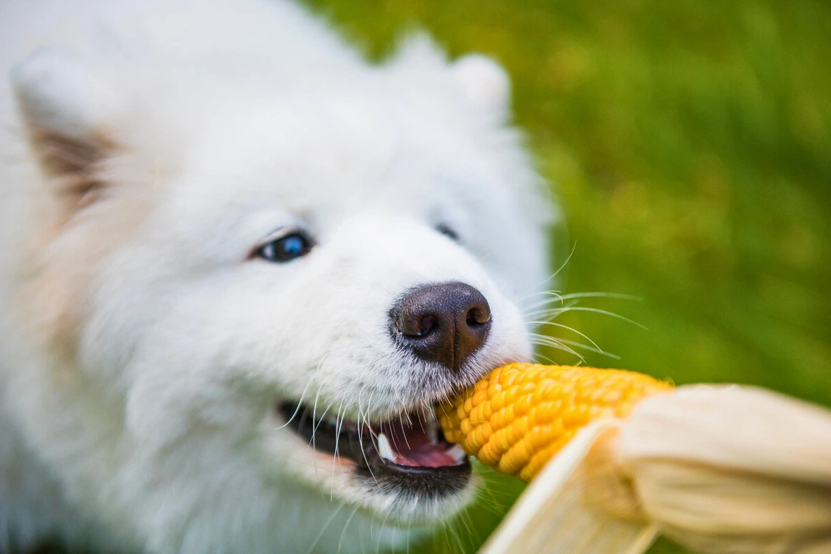 Cachorro pode comer milho