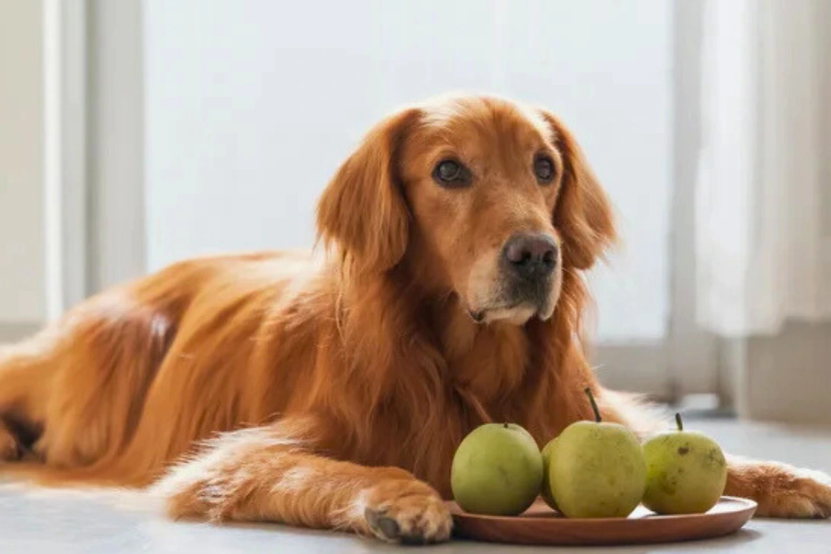 Cachorro pode comer pera