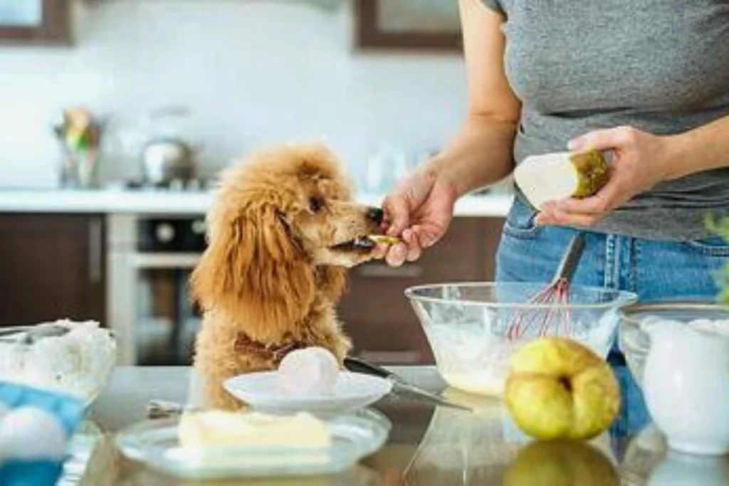 Cachorro pode comer pera