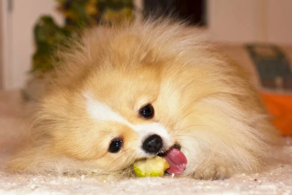 Cachorro pode comer pera