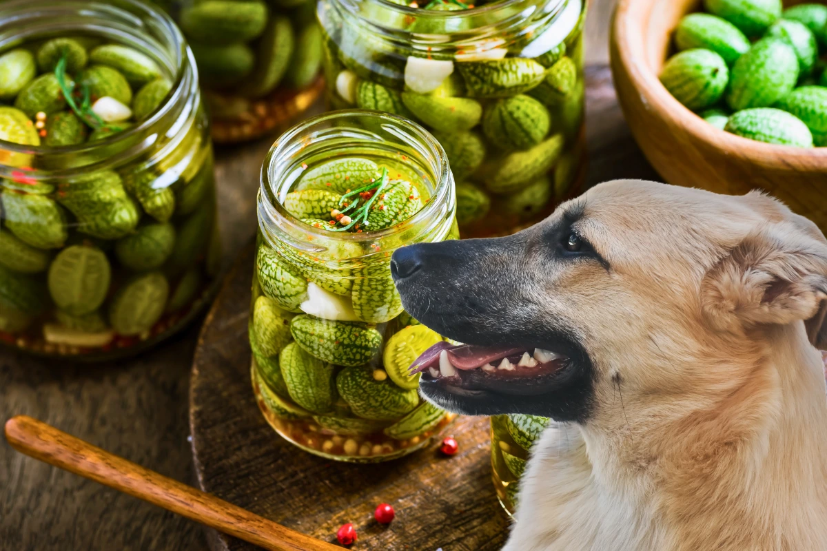 Cachorro pode comer picles